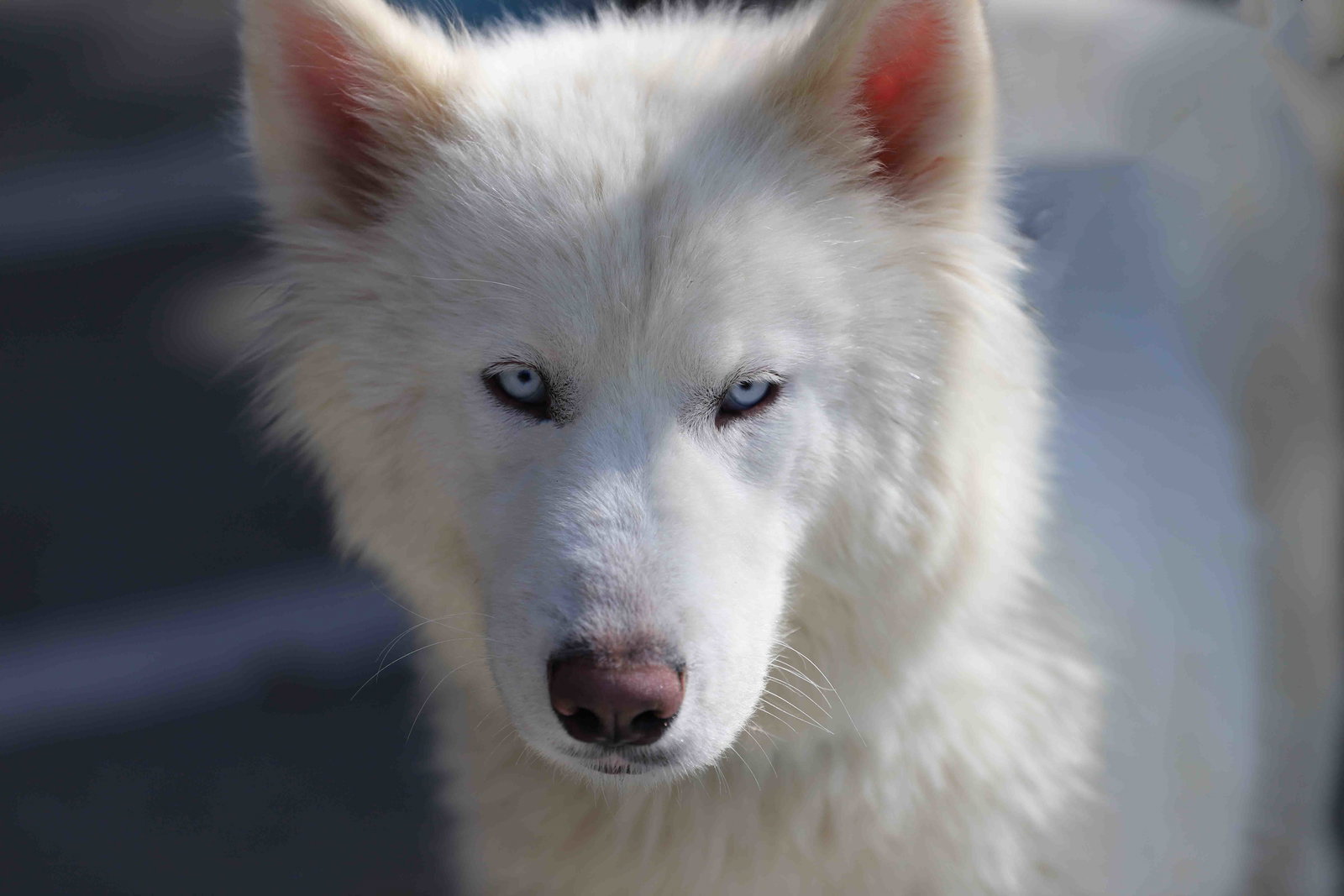 Dog for Adoption Vail, a Siberian Husky in Berkeley, CA Alpha Paw