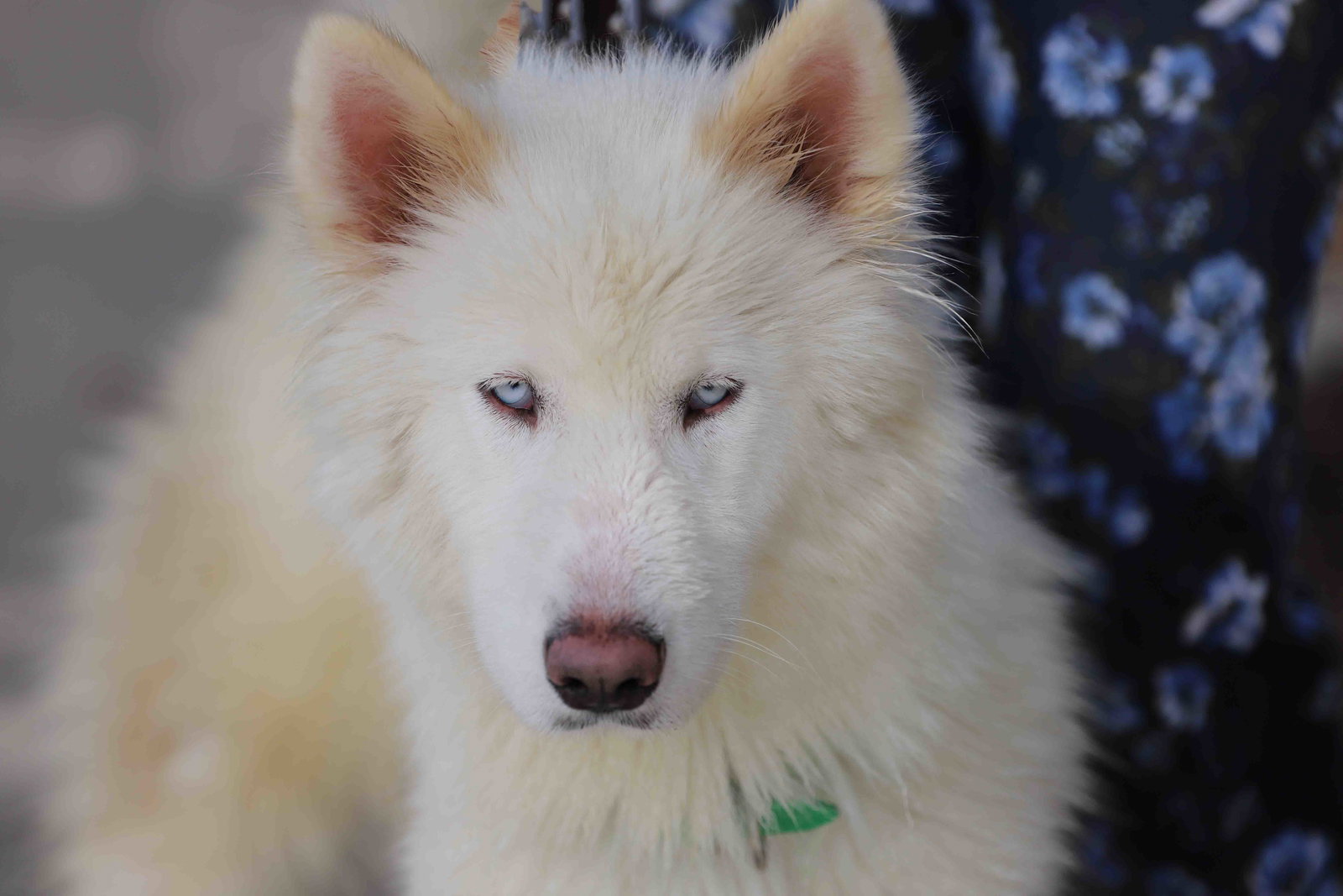 Dog for Adoption Vail, a Siberian Husky in Berkeley, CA Alpha Paw