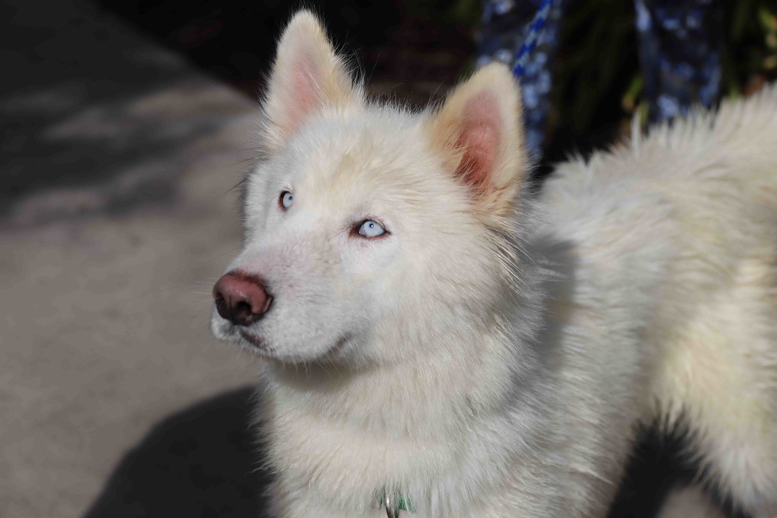 Dog for Adoption Vail, a Siberian Husky in Berkeley, CA Alpha Paw
