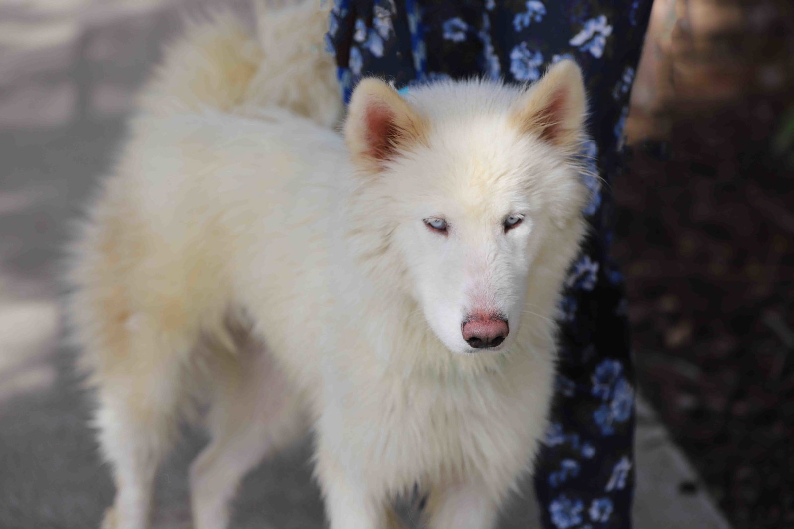 Dog for Adoption Vail, a Siberian Husky in Berkeley, CA Alpha Paw