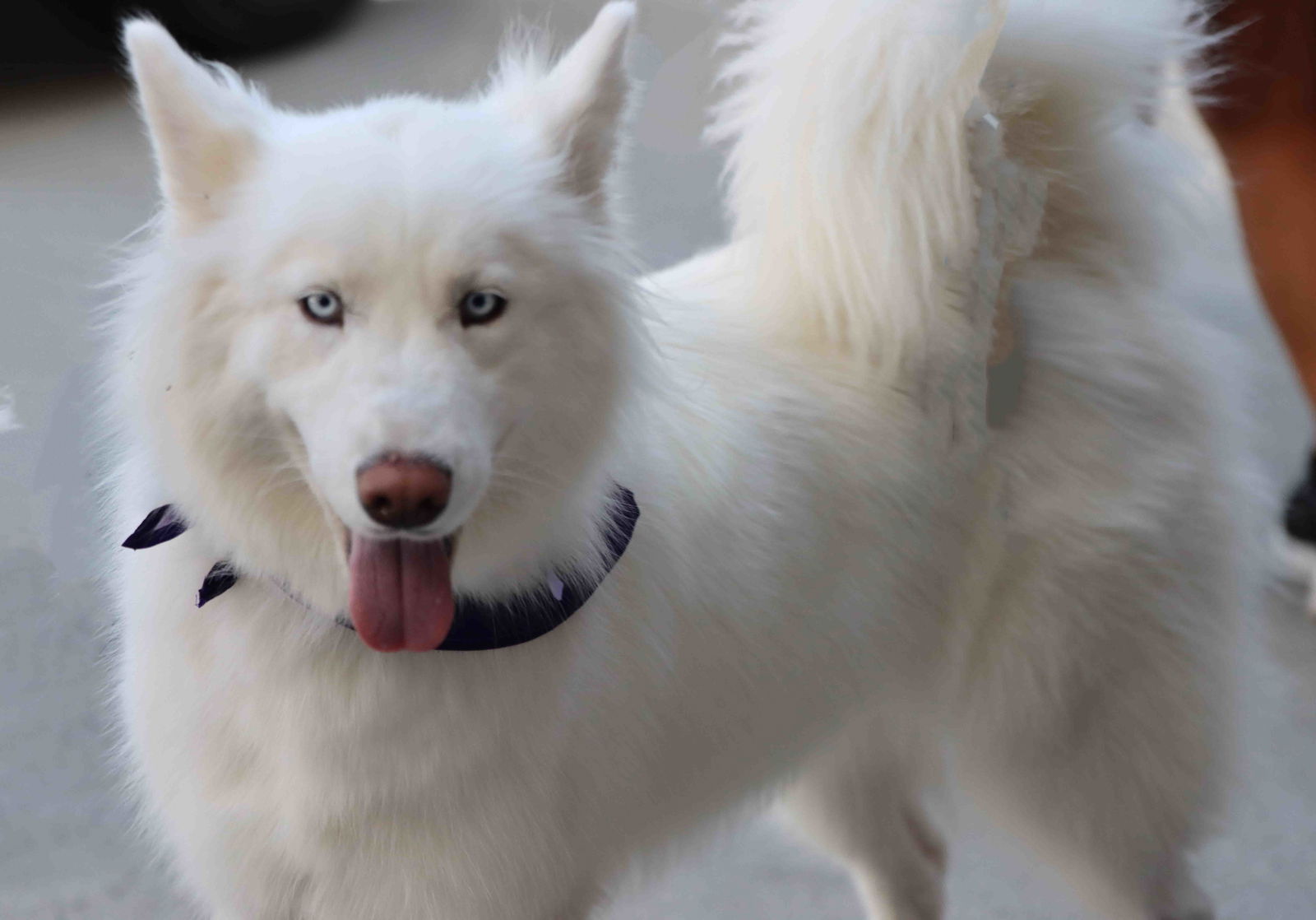 adoptable Dog in Walnut Creek, CA named Oakley