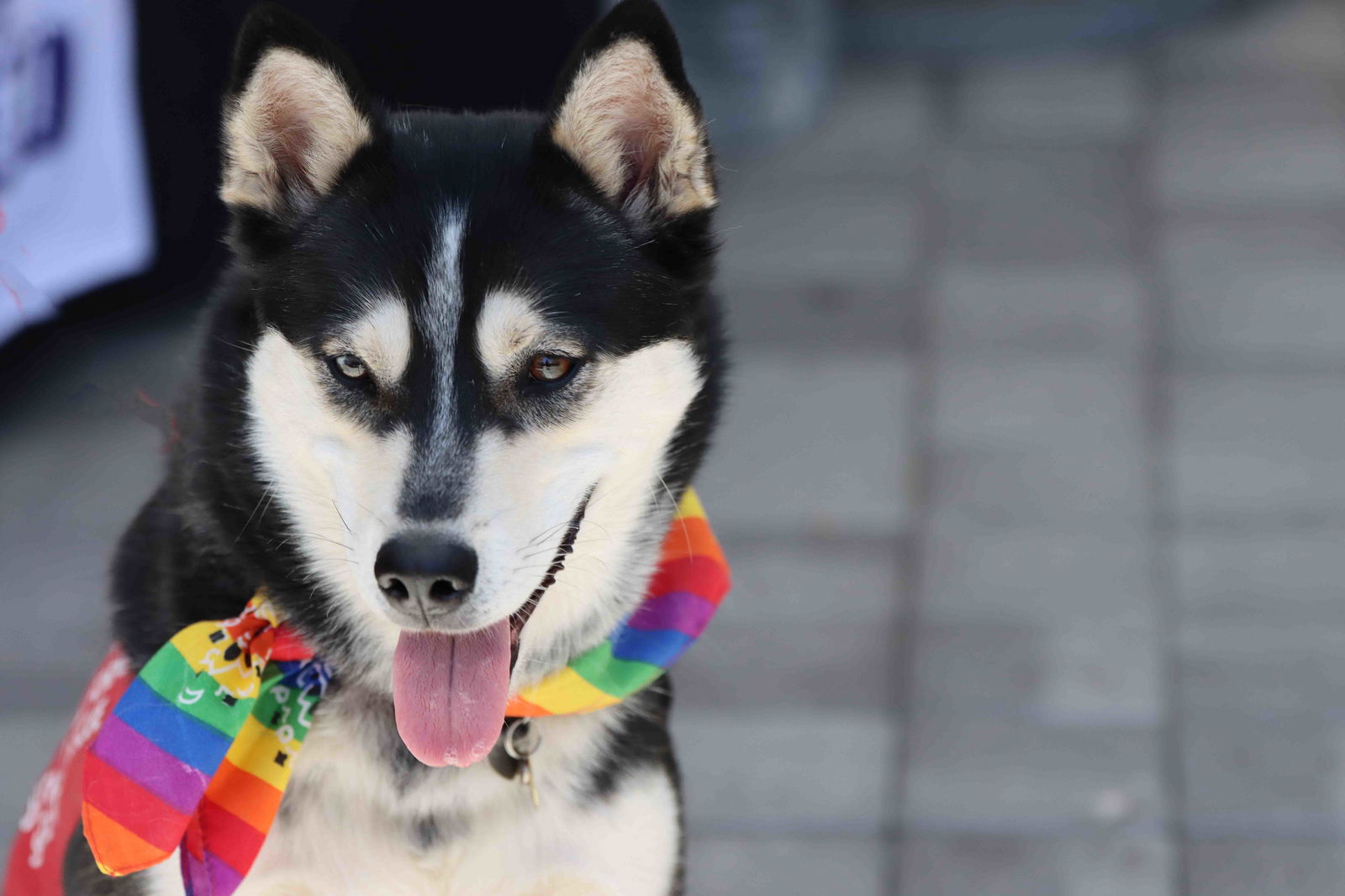 adoptable Dog in Walnut Creek, CA named Jubilee