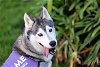 adoptable Dog in walnut, CA named Wolfie