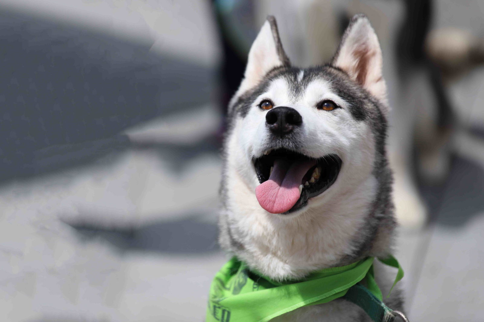 adoptable Dog in Walnut Creek, CA named Wolfie