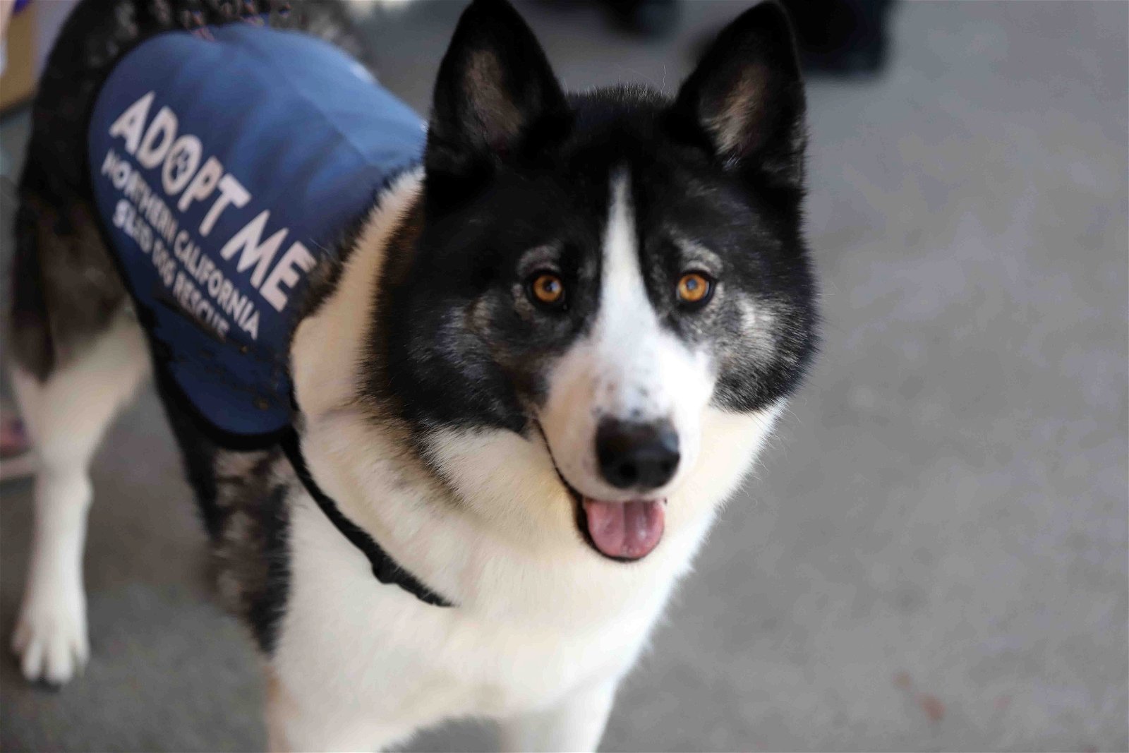 adoptable Dog in Walnut Creek, CA named Koal