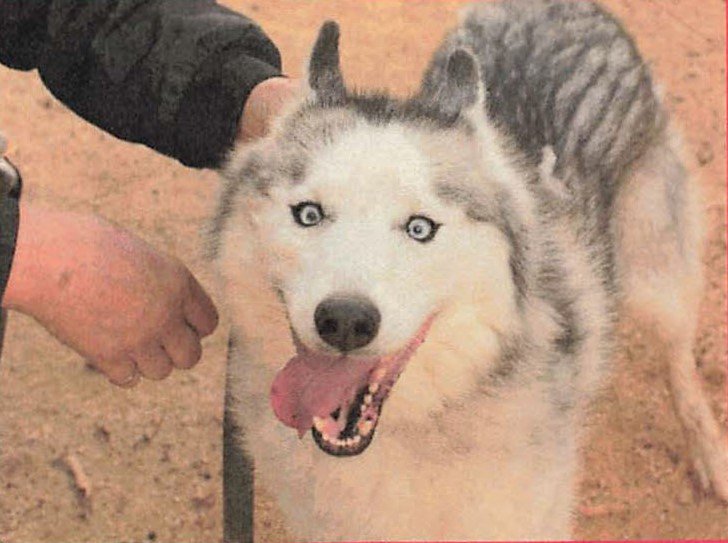 adoptable Dog in Walnut Creek, CA named Luna