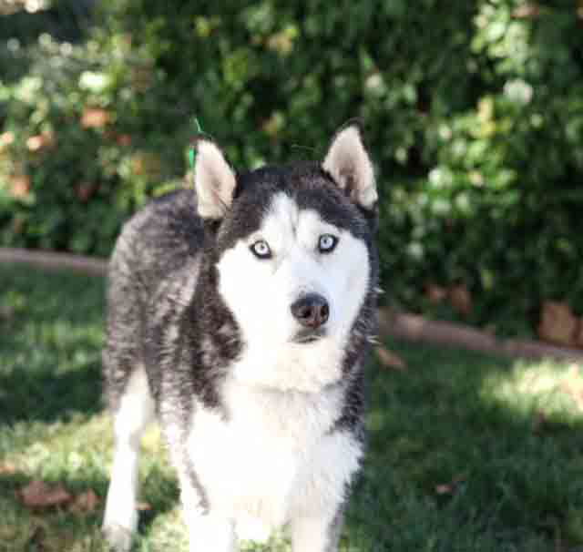 adoptable Dog in Walnut Creek, CA named Chrissie