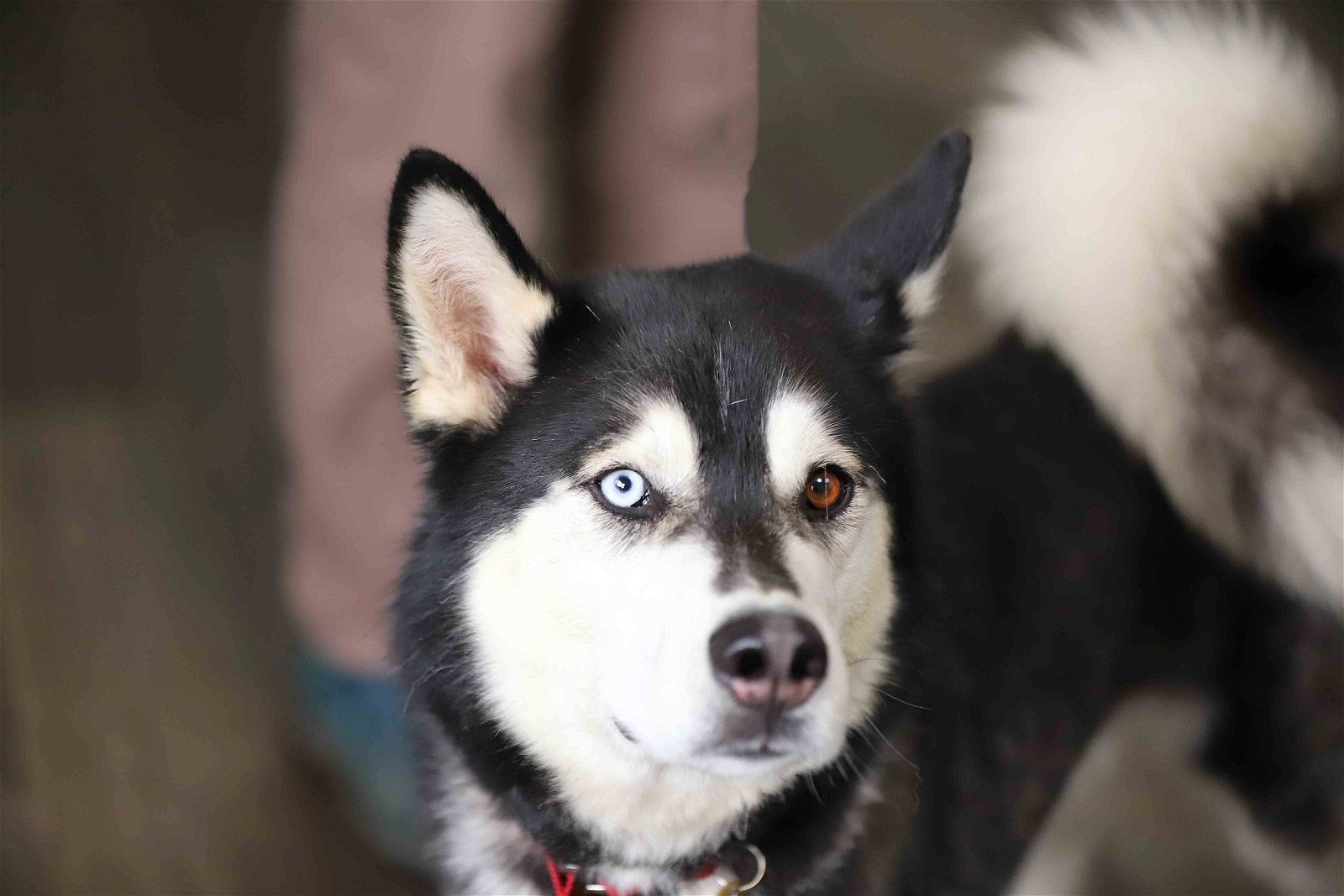 adoptable Dog in Walnut Creek, CA named Skip