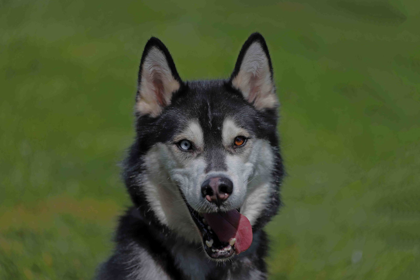 adoptable Dog in Walnut Creek, CA named Skip