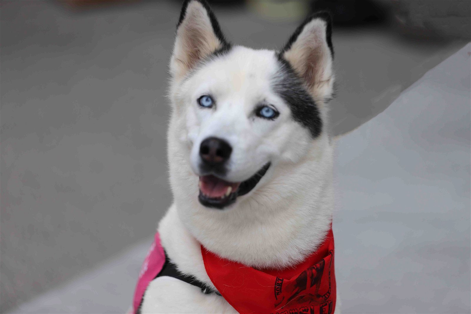 adoptable Dog in Walnut Creek, CA named Leah