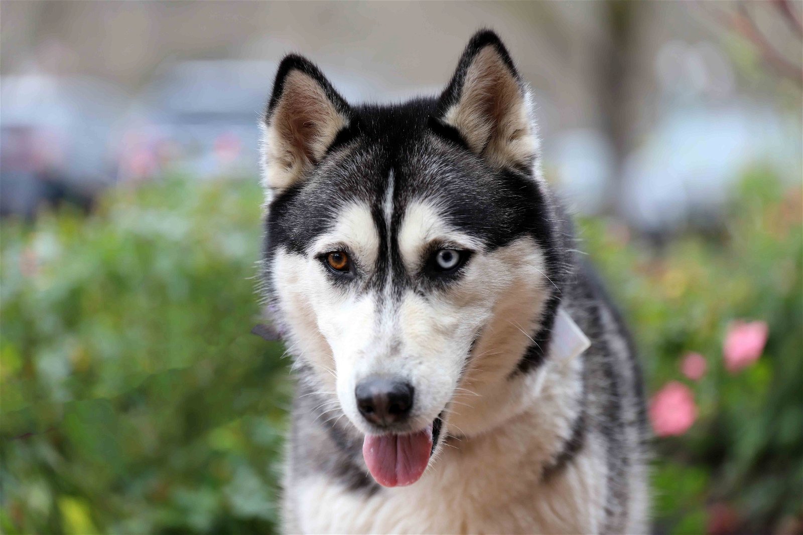 adoptable Dog in Walnut Creek, CA named Layla
