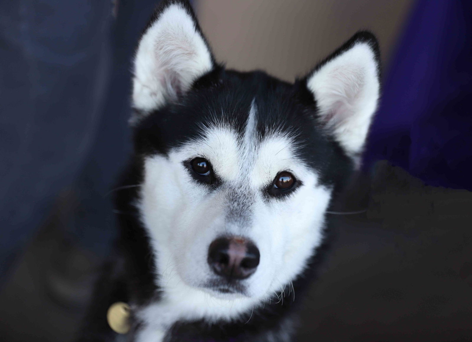 adoptable Dog in Walnut Creek, CA named Audrey