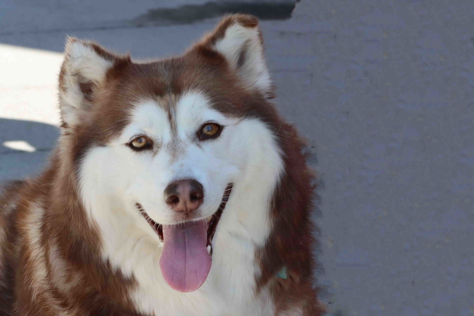 adoptable Dog in Walnut Creek, CA named Kita