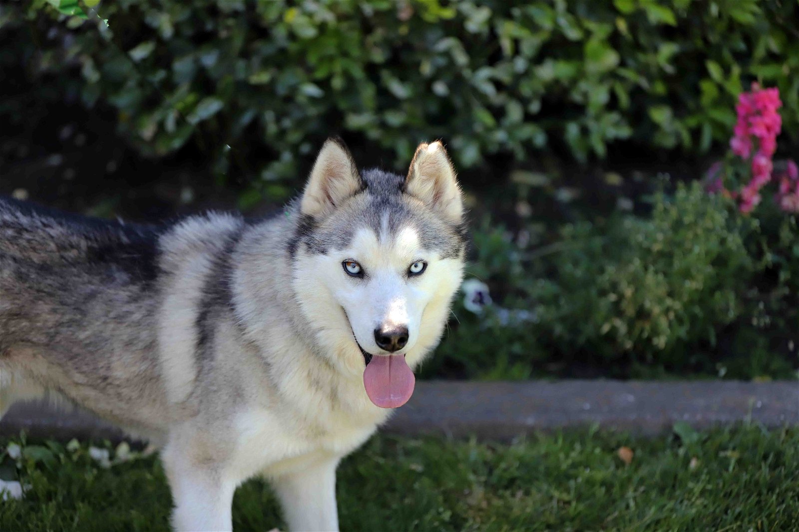 adoptable Dog in Walnut Creek, CA named Pierce