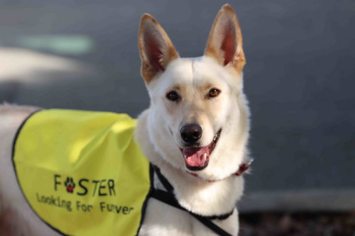 ELKA - Siberian Husky / German Shepherd Dog available for adoption