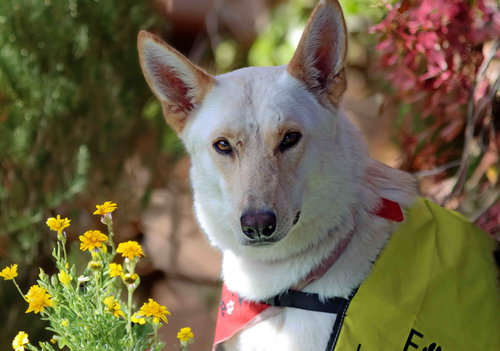Elka, an adoptable Siberian Husky in Walnut Creek, CA