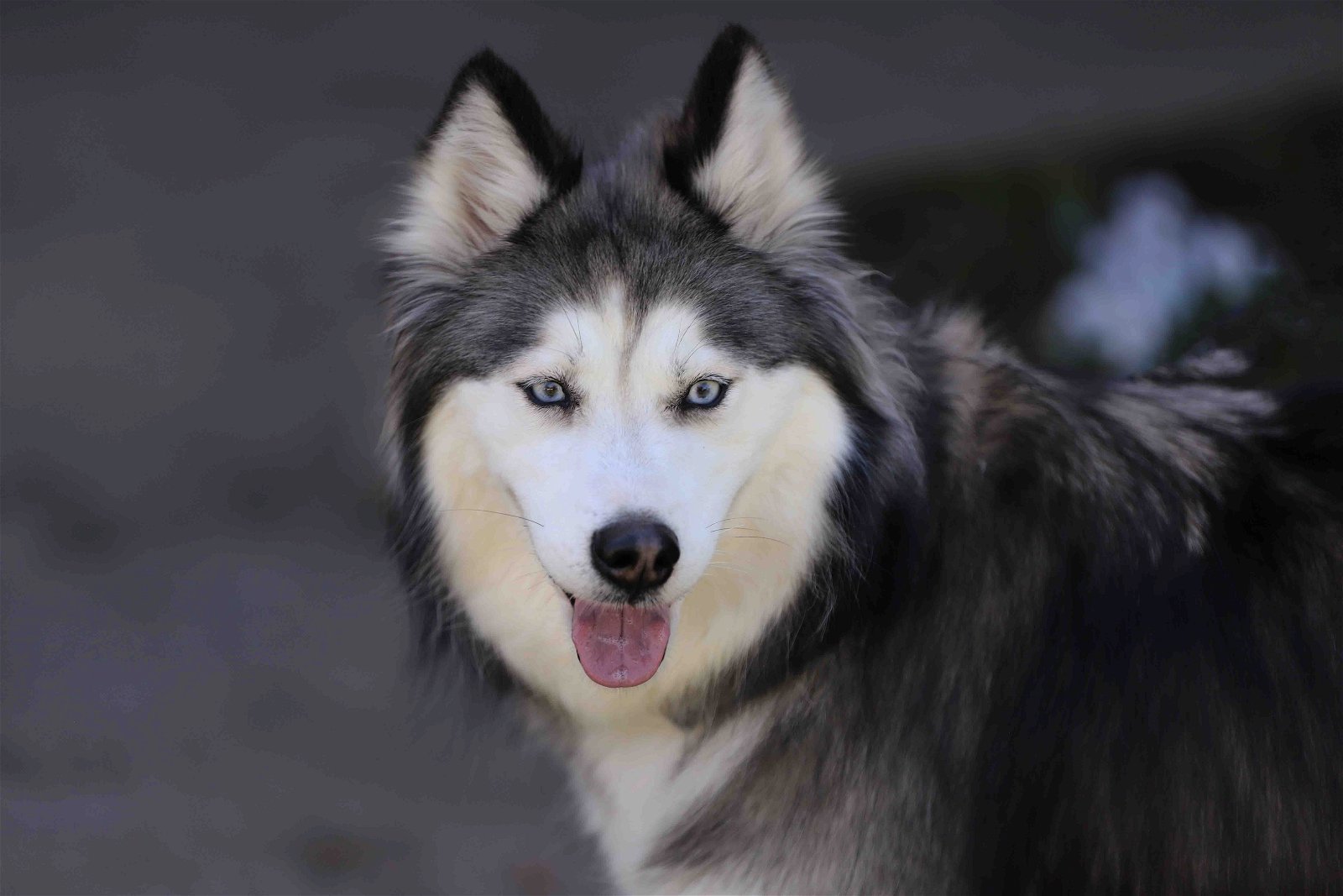 adoptable Dog in Walnut Creek, CA named Misty Luna