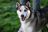 adoptable Dog in walnut creek, CA named Juneauu aka Lucky