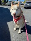 adoptable Dog in walnut creek, CA named JemJem