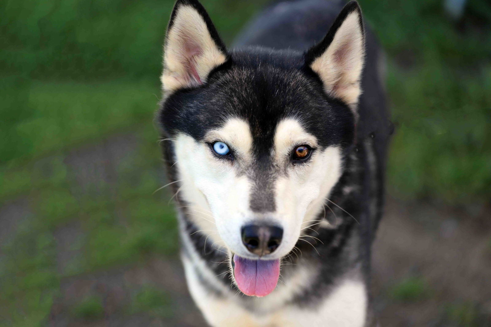 adoptable Dog in Walnut Creek, CA named Levi