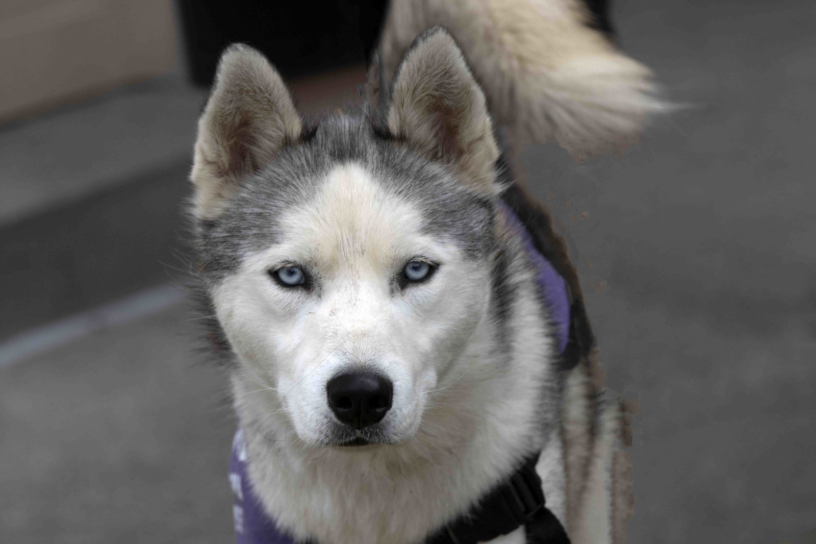 adoptable Dog in Walnut Creek, CA named Jato