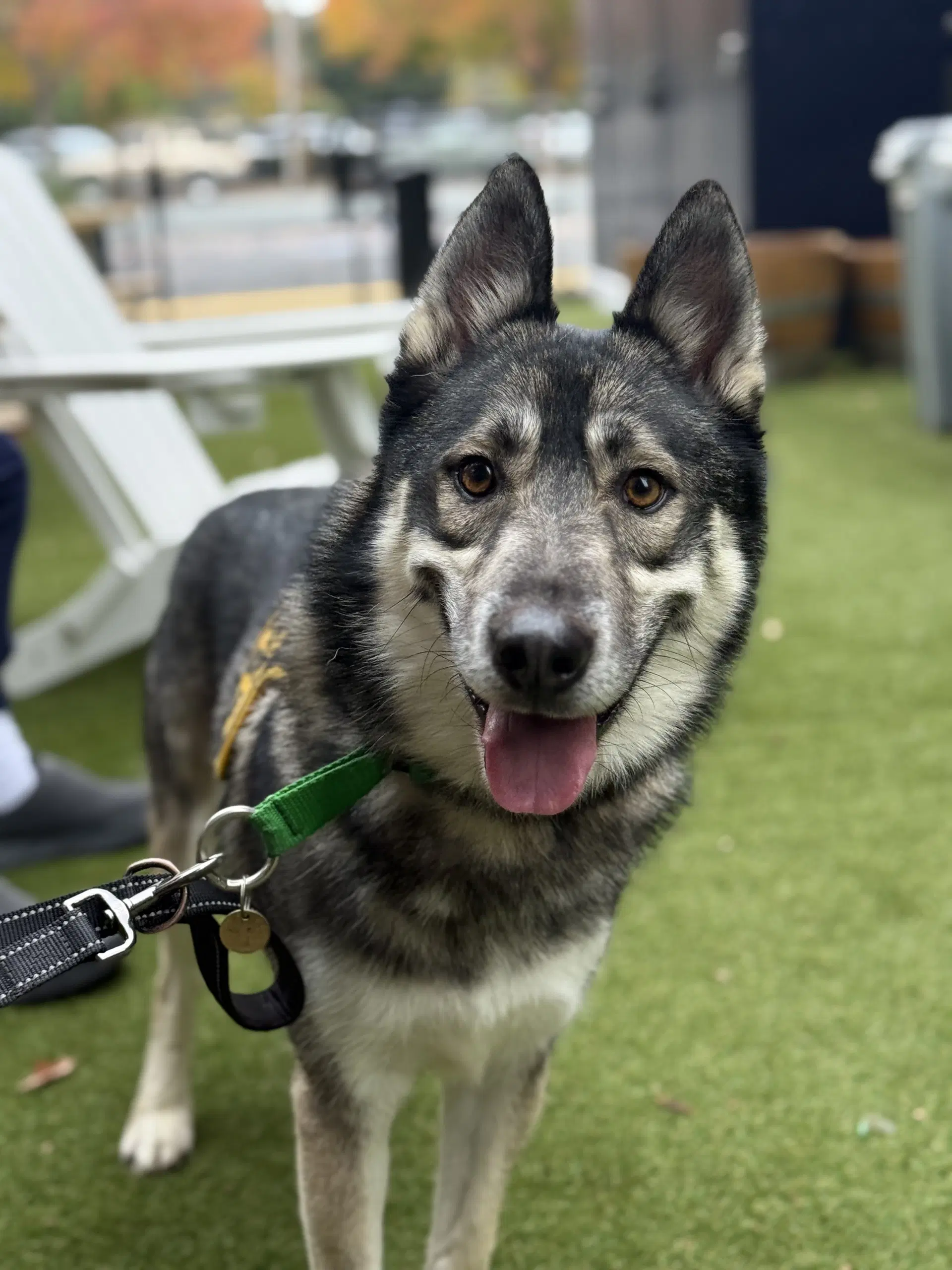 Holden - Husky