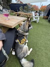 Holden - Photo 5