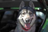 Holden - Photo 2