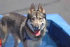 Holden - Photo 8