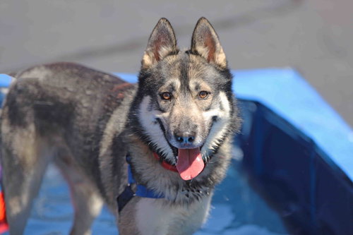 Holden photo 7