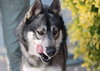 Holden - Photo 6