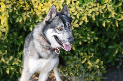 Holden photo 6