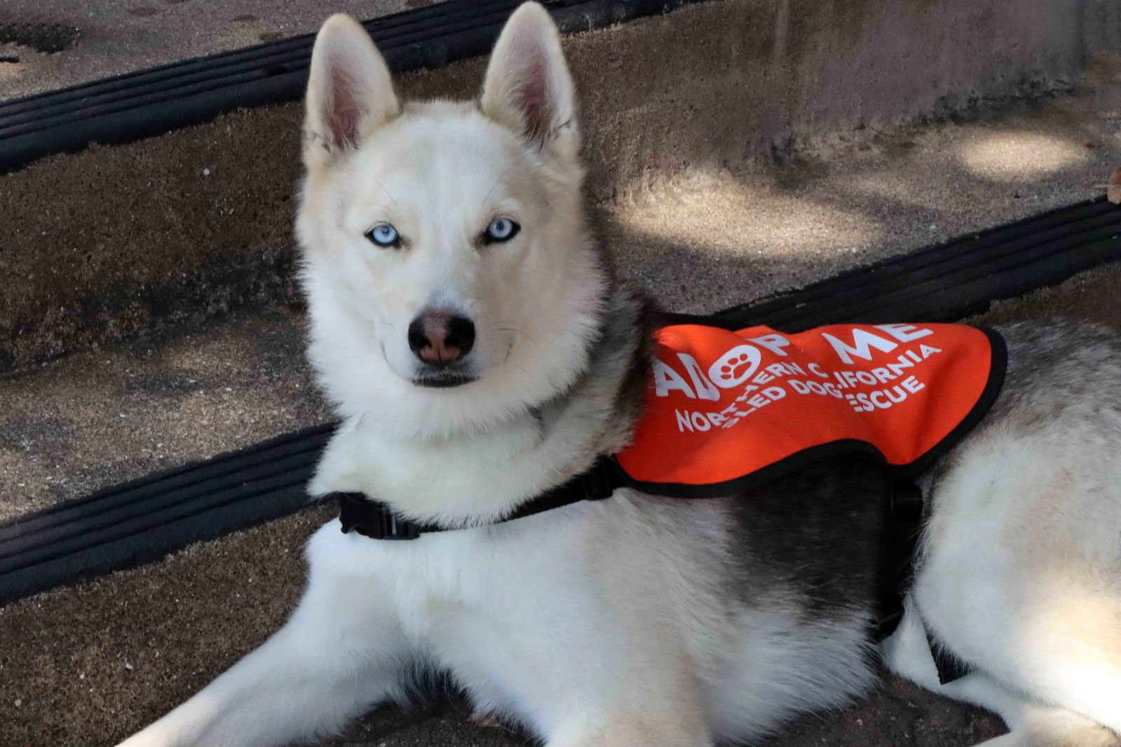 adoptable Dog in Walnut Creek, CA named Miss Foxy