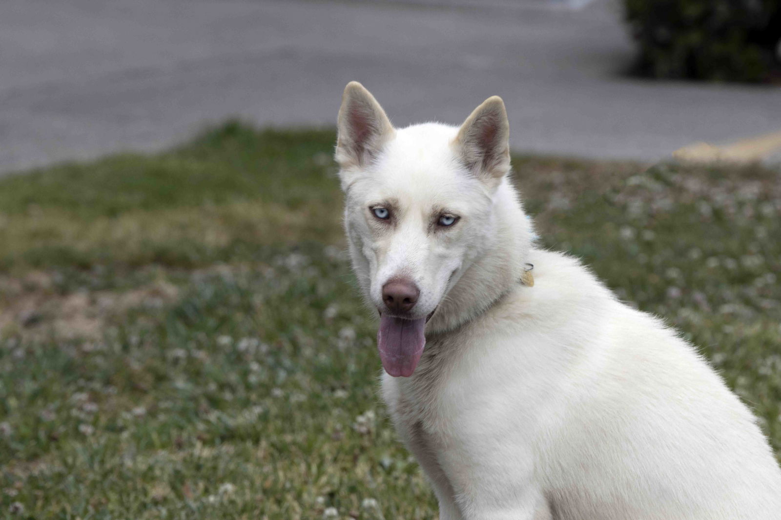 adoptable Dog in Walnut Creek, CA named Chanel