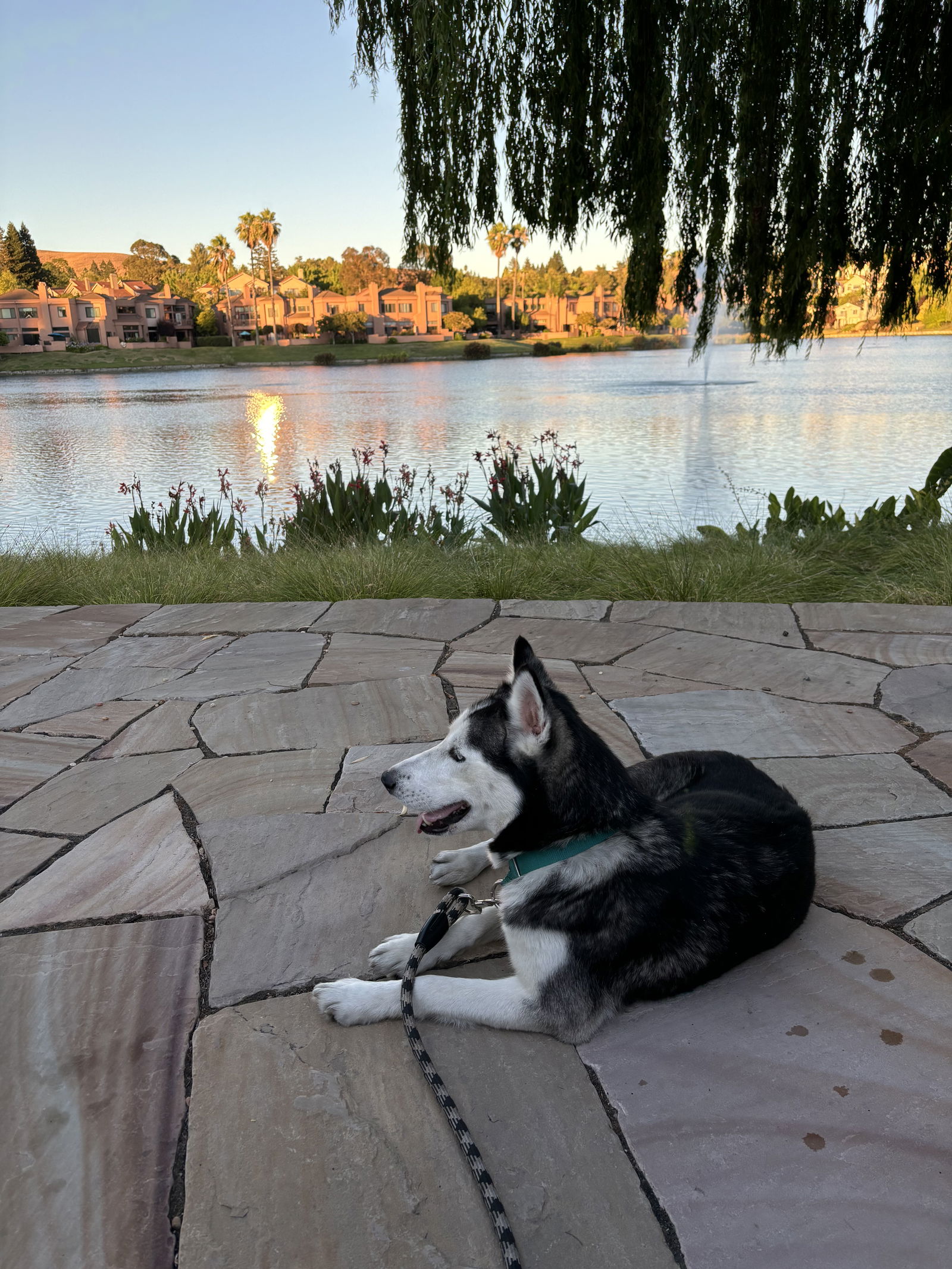 adoptable Dog in Walnut Creek, CA named Siah