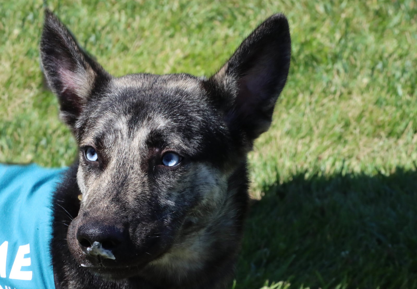 adoptable Dog in Walnut Creek, CA named Otto