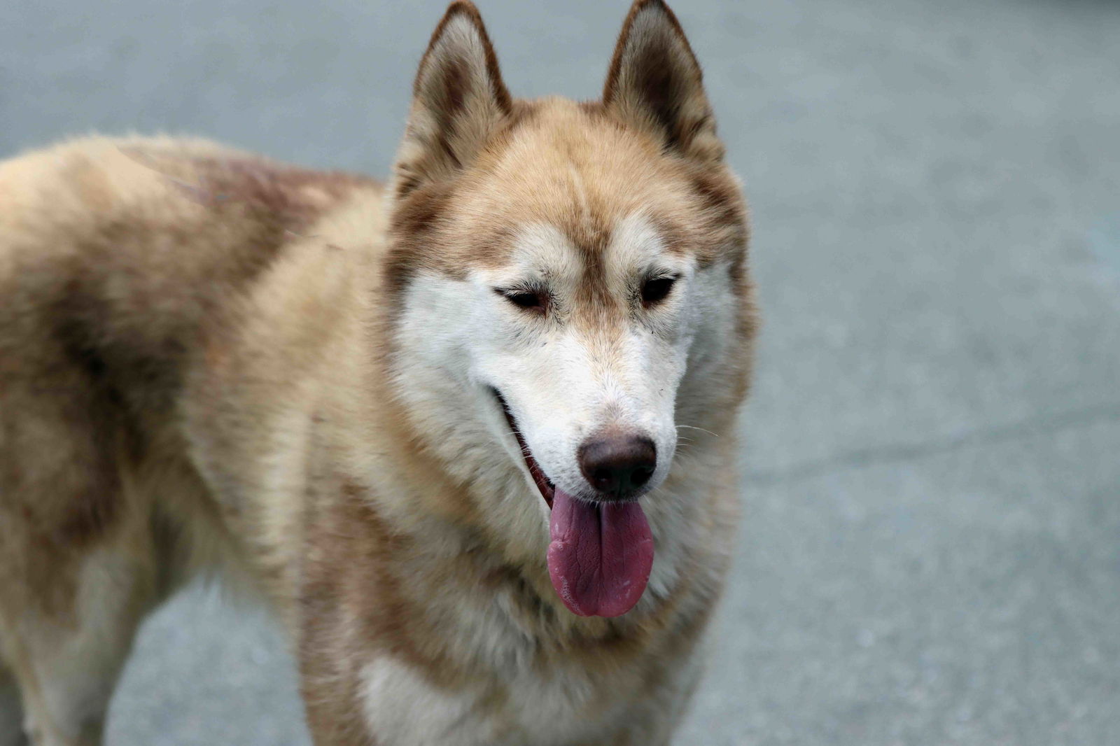 adoptable Dog in Walnut Creek, CA named Cedar