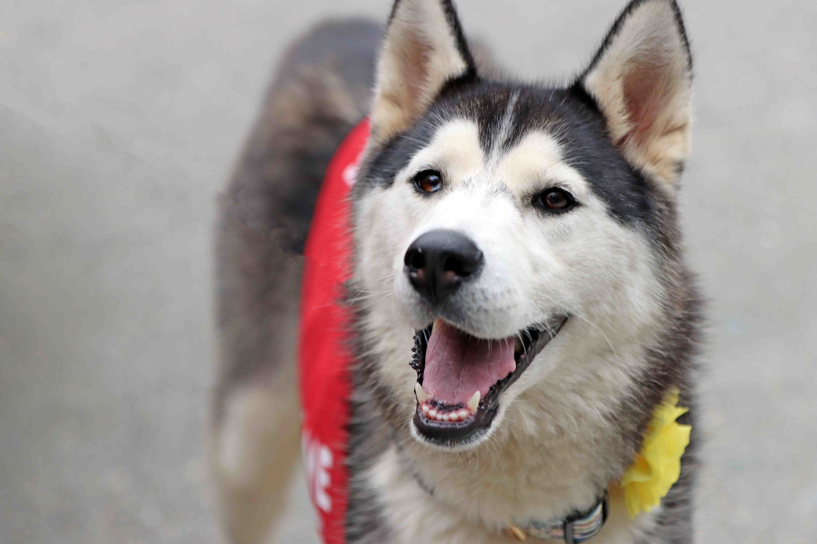 adoptable Dog in Walnut Creek, CA named Marlo