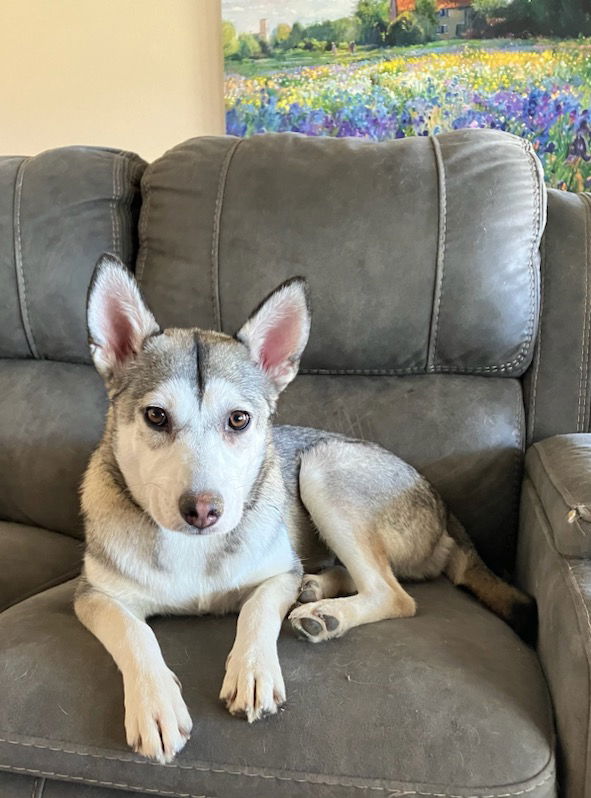 adoptable Dog in Walnut Creek, CA named Ellie