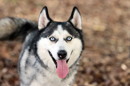 CASPER - Siberian Husky available for adoption