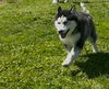 adoptable Dog in Walnut Creek, CA named Jesper