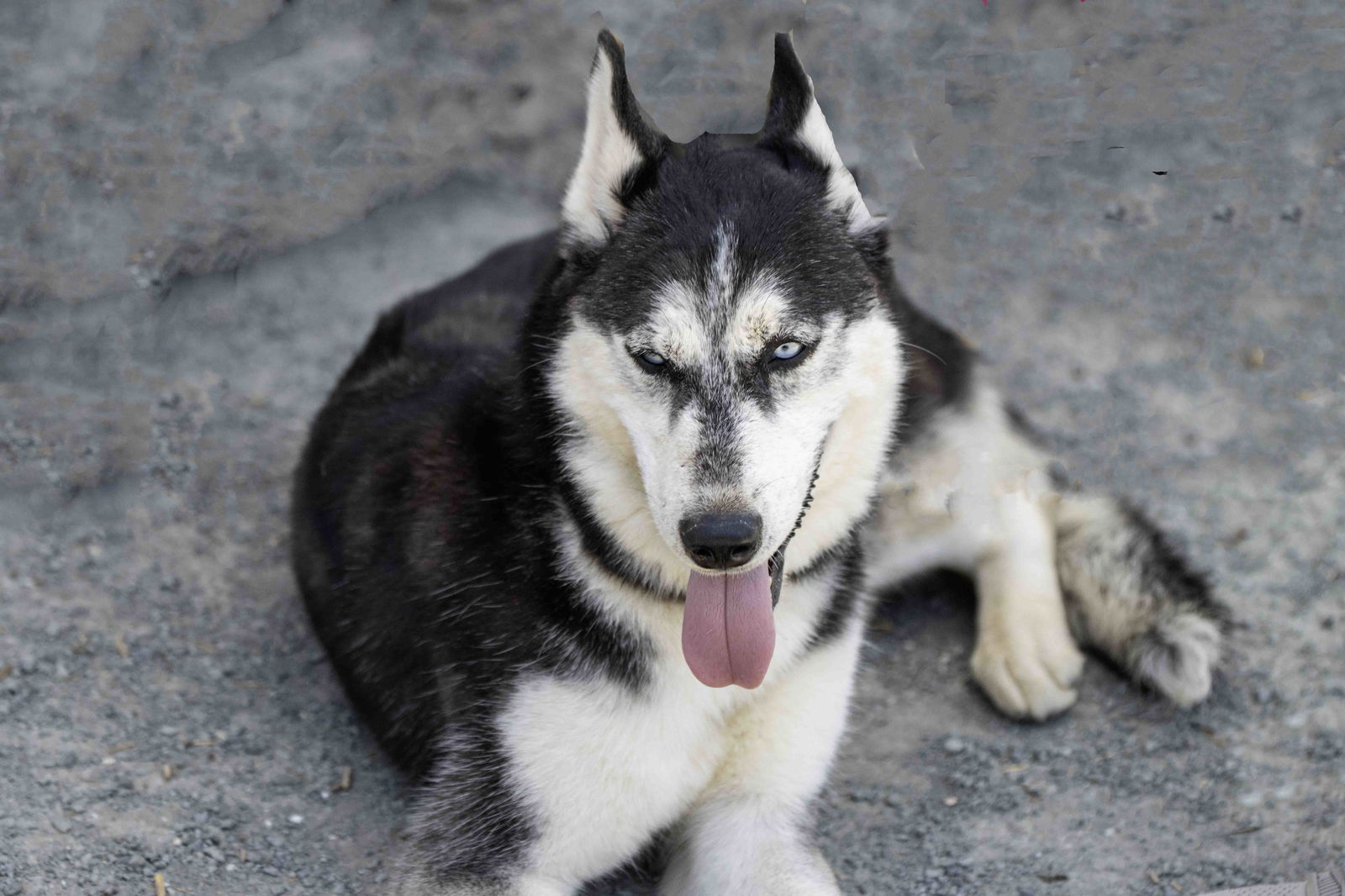 adoptable Dog in Walnut Creek, CA named Twilight