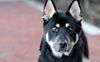 adoptable Dog in Walnut Creek, CA named Melo