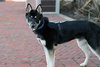 Melo - Photo 3