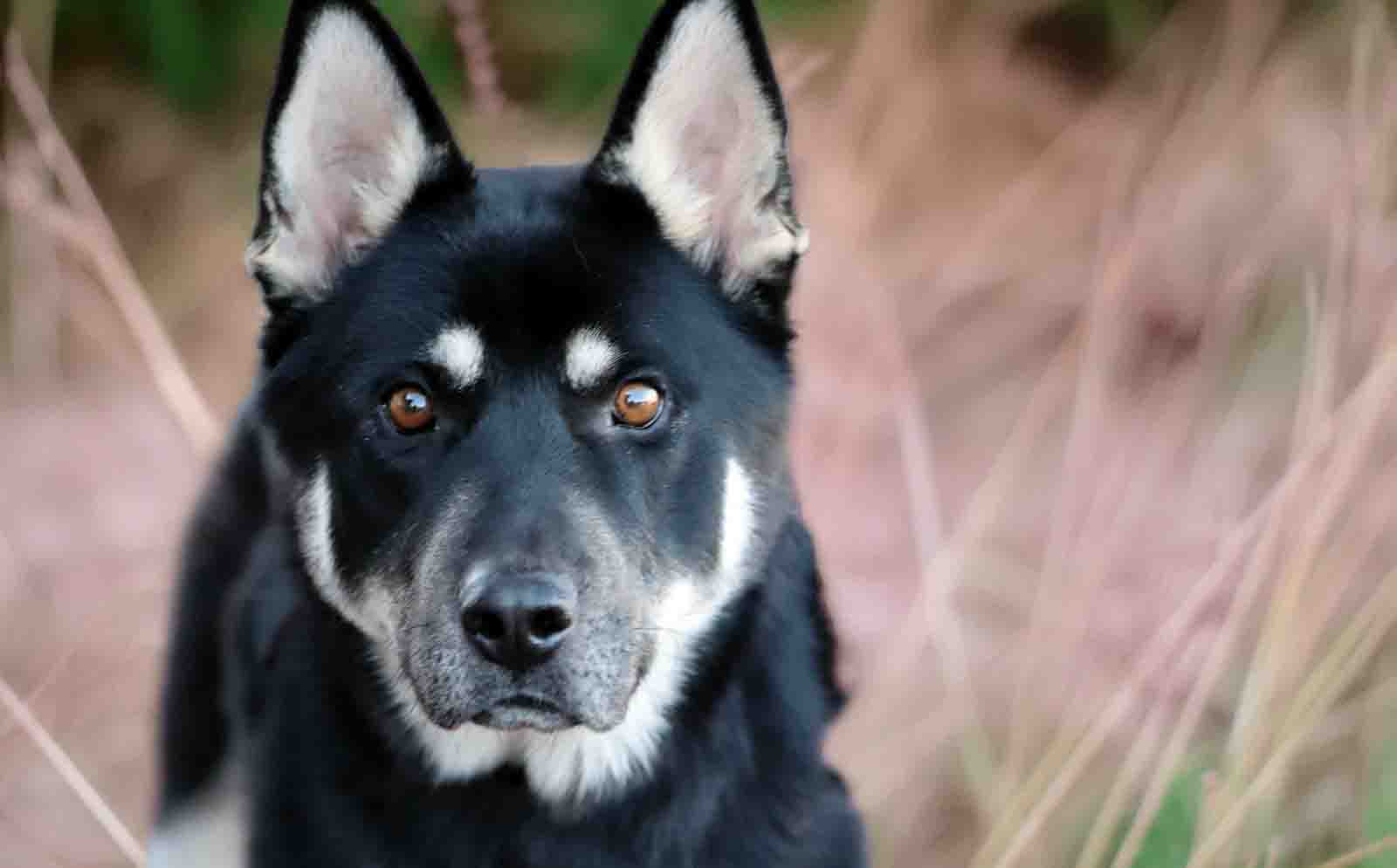 Melo - Siberian Husky