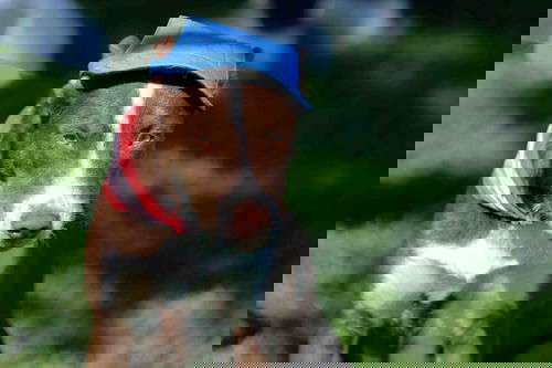 picture of the dog needing adoption