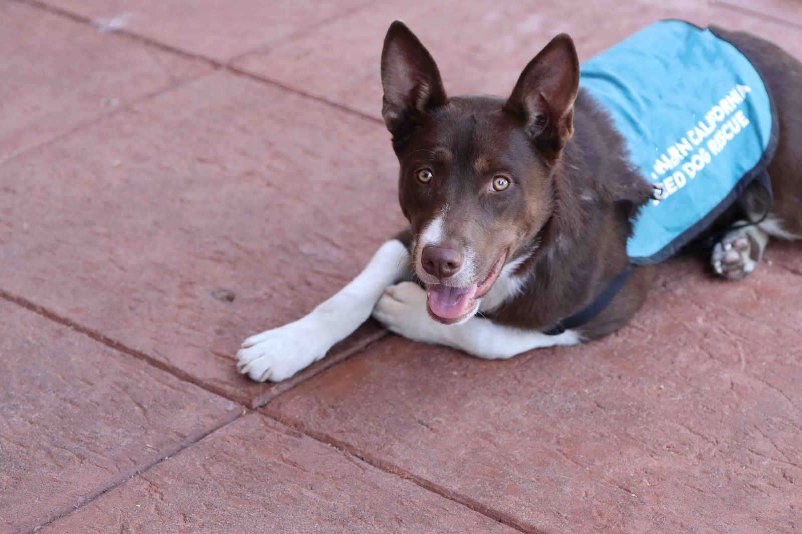 adoptable Dog in Walnut Creek, CA named Mocha