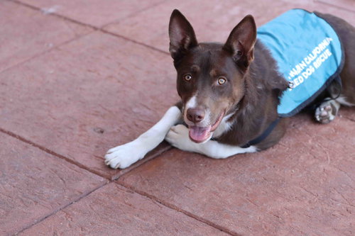 picture of the dog needing adoption