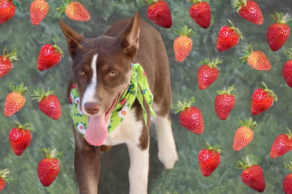 Strawberry