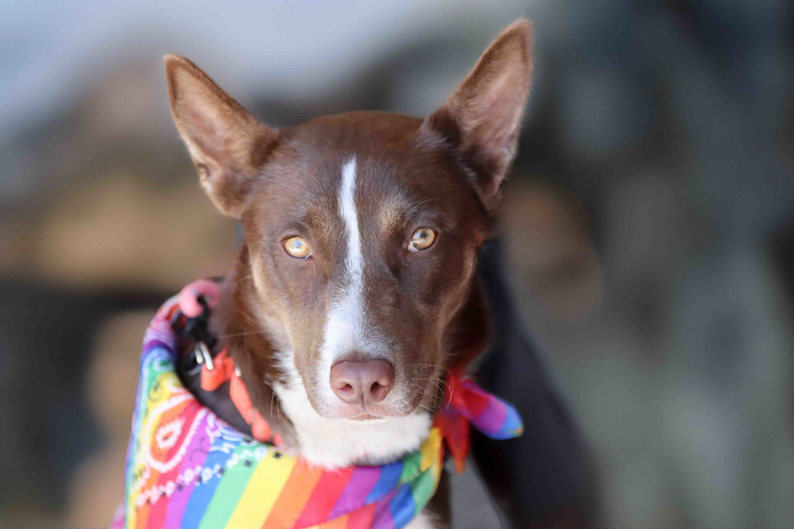adoptable Dog in Walnut Creek, CA named Strawberry